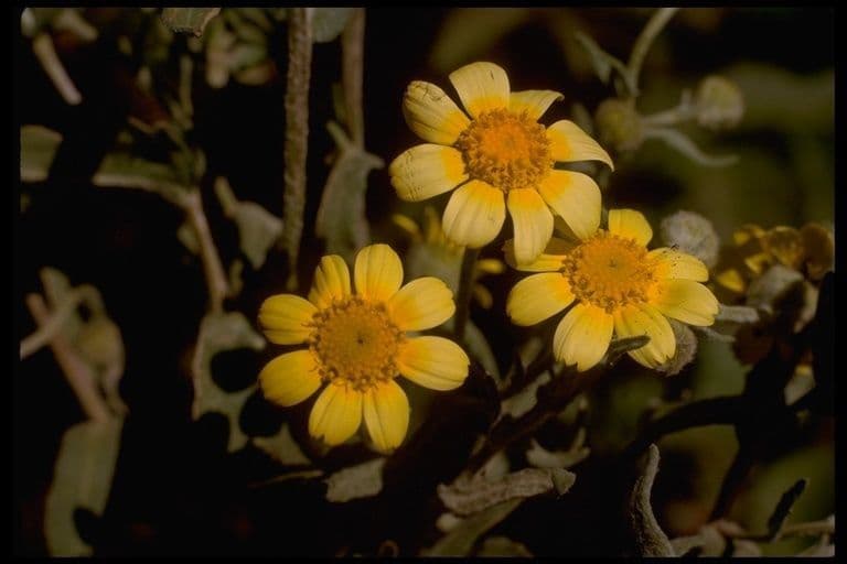 Monolopia lanceolata 4