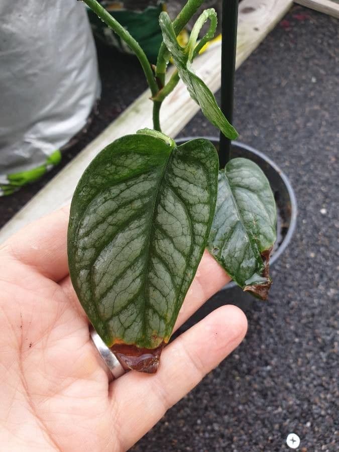 Monstera 7