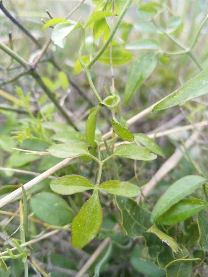 Clematis microphylla 2