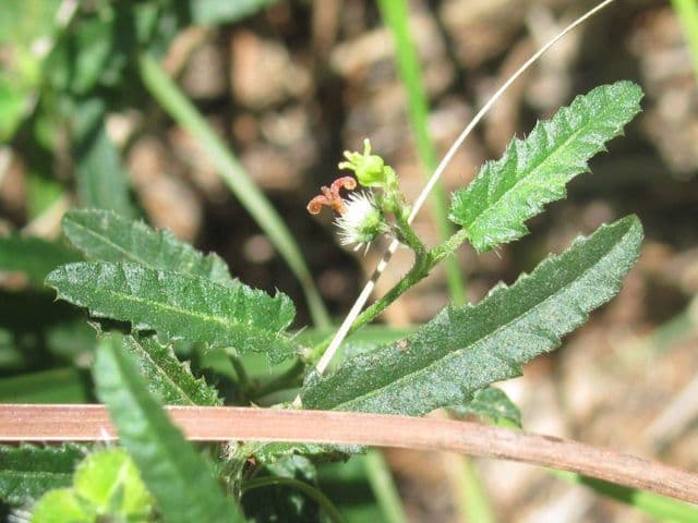 Tragia ramosa 17