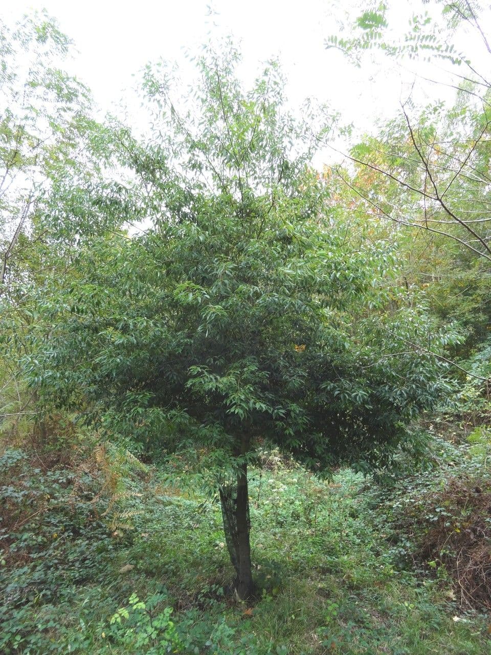 Eiche 12