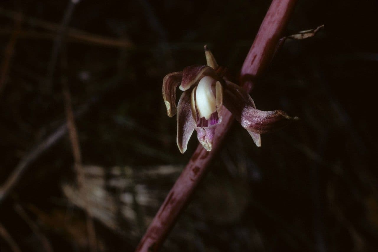 Hexalectris spicata 2