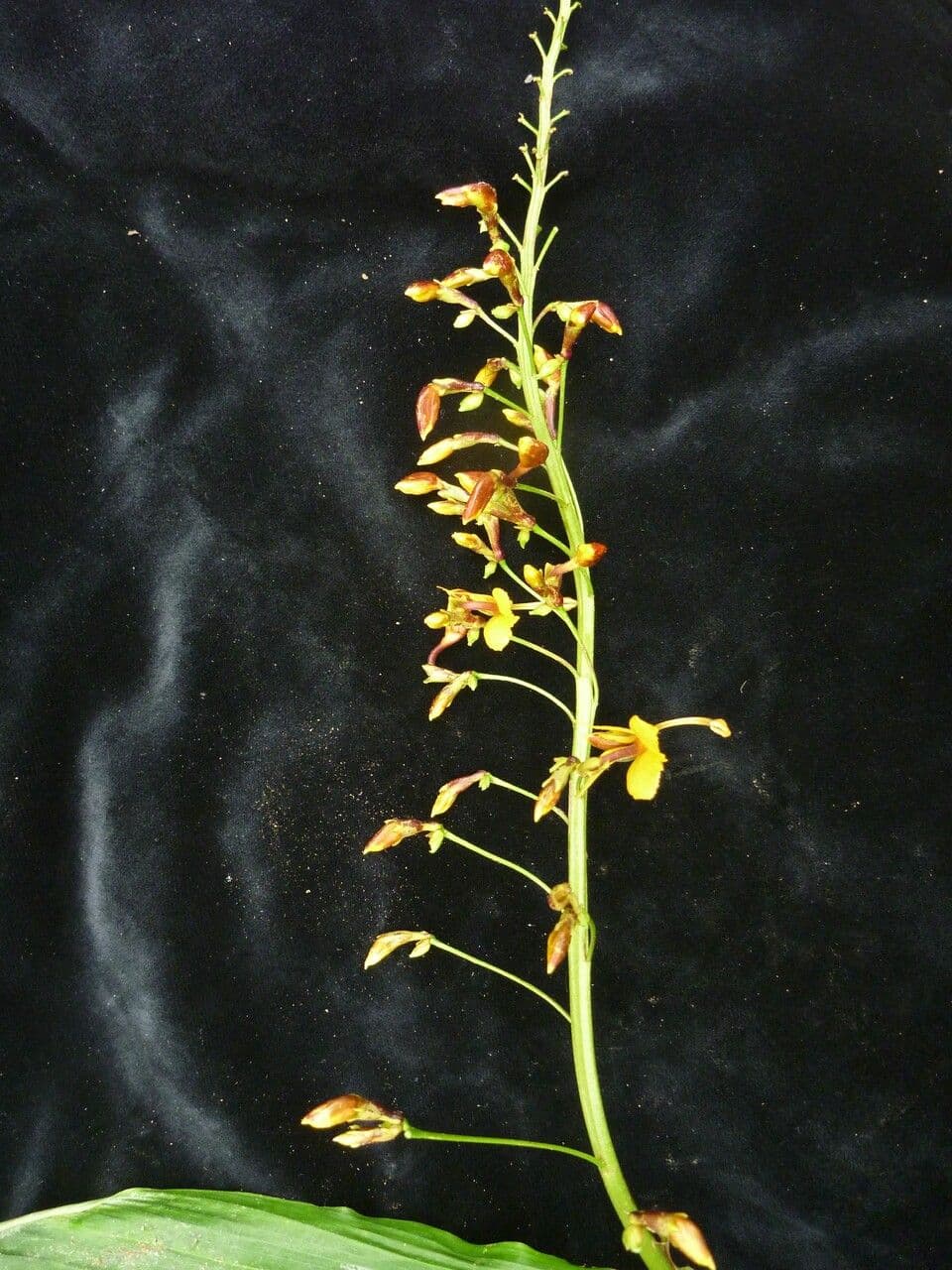 Globba racemosa 4