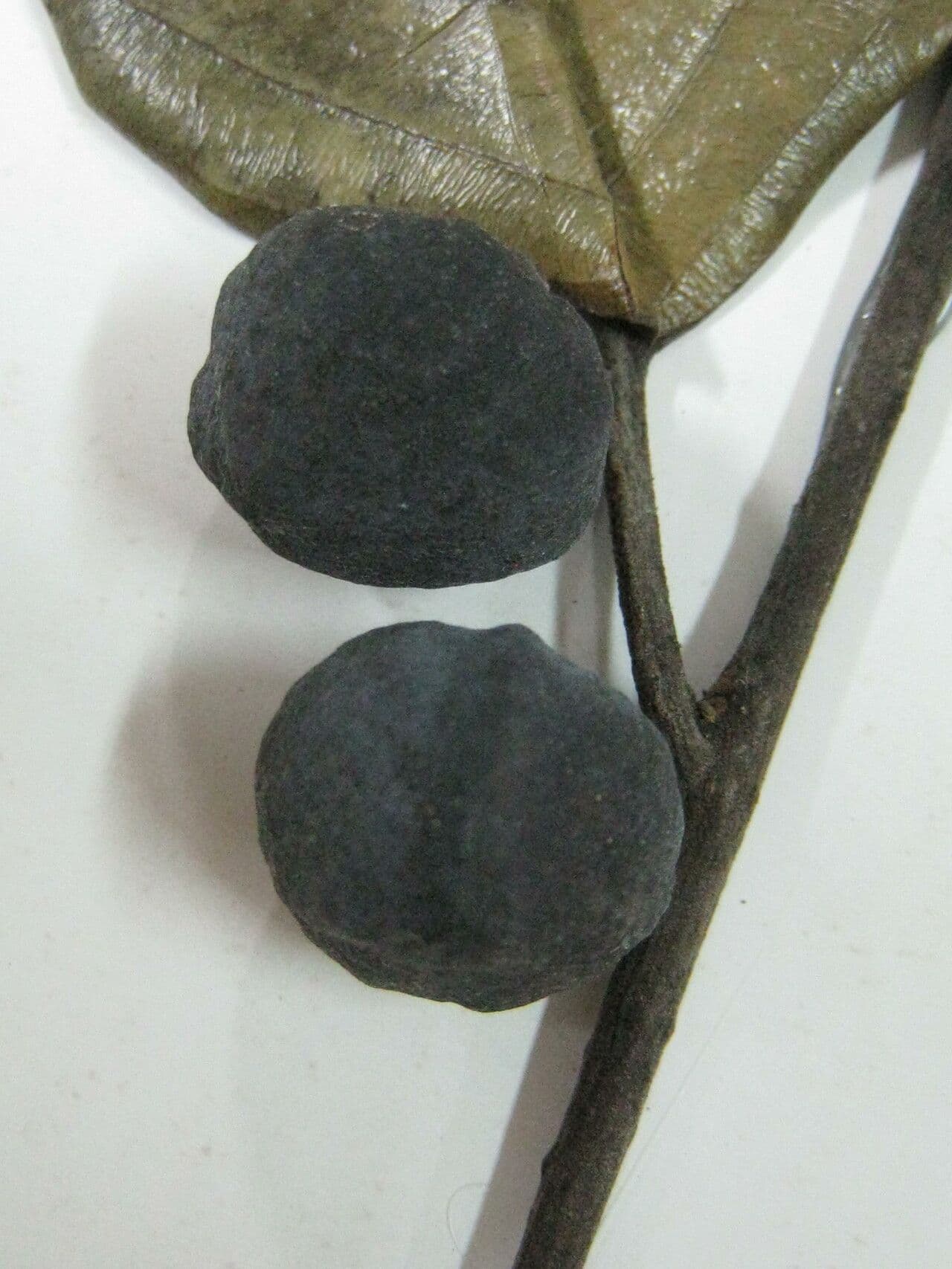 Emmotum 14