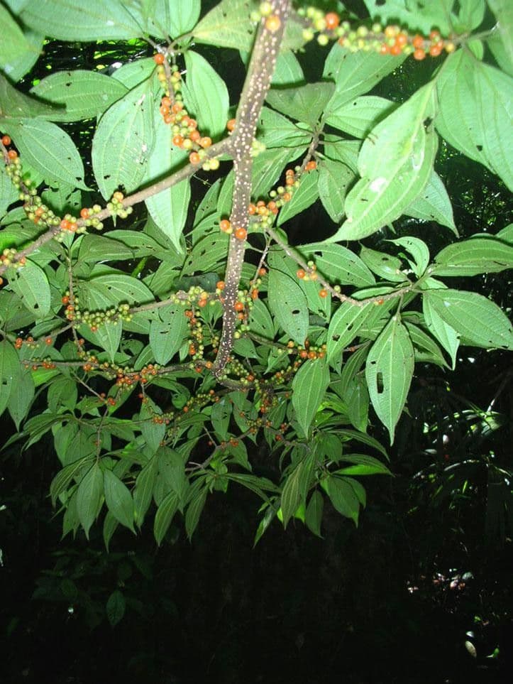 Henriettea tuberculosa 4
