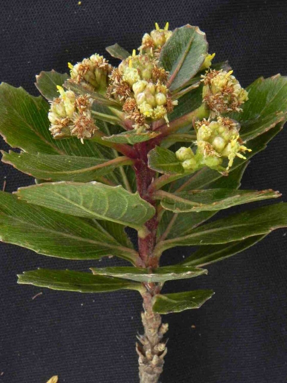 Breitfuß-Baccharis