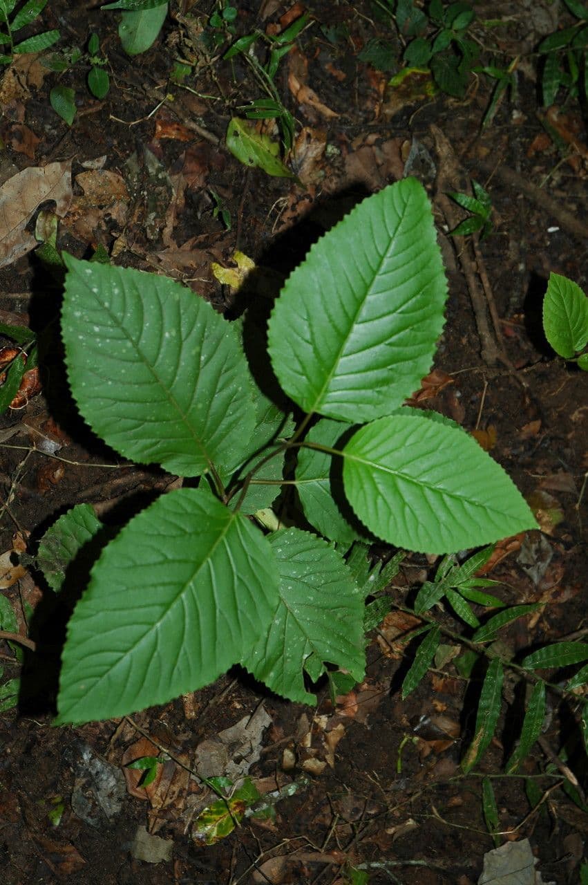 Falsa assegai 3