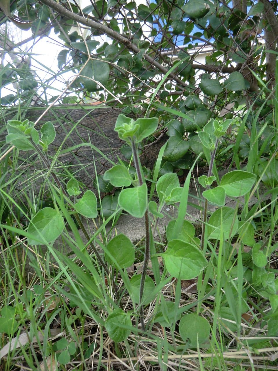 Salpichroa origanifolia 14