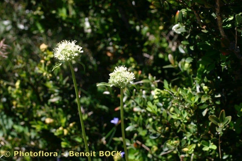 Saponaria bellidifolia 28