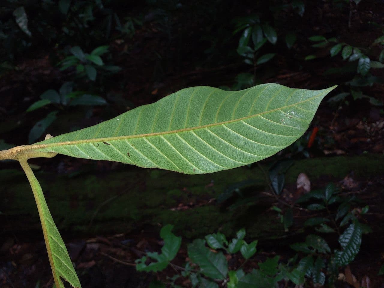 Chrysophyllum 5