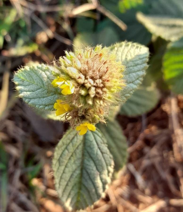 Waltheria communis 3