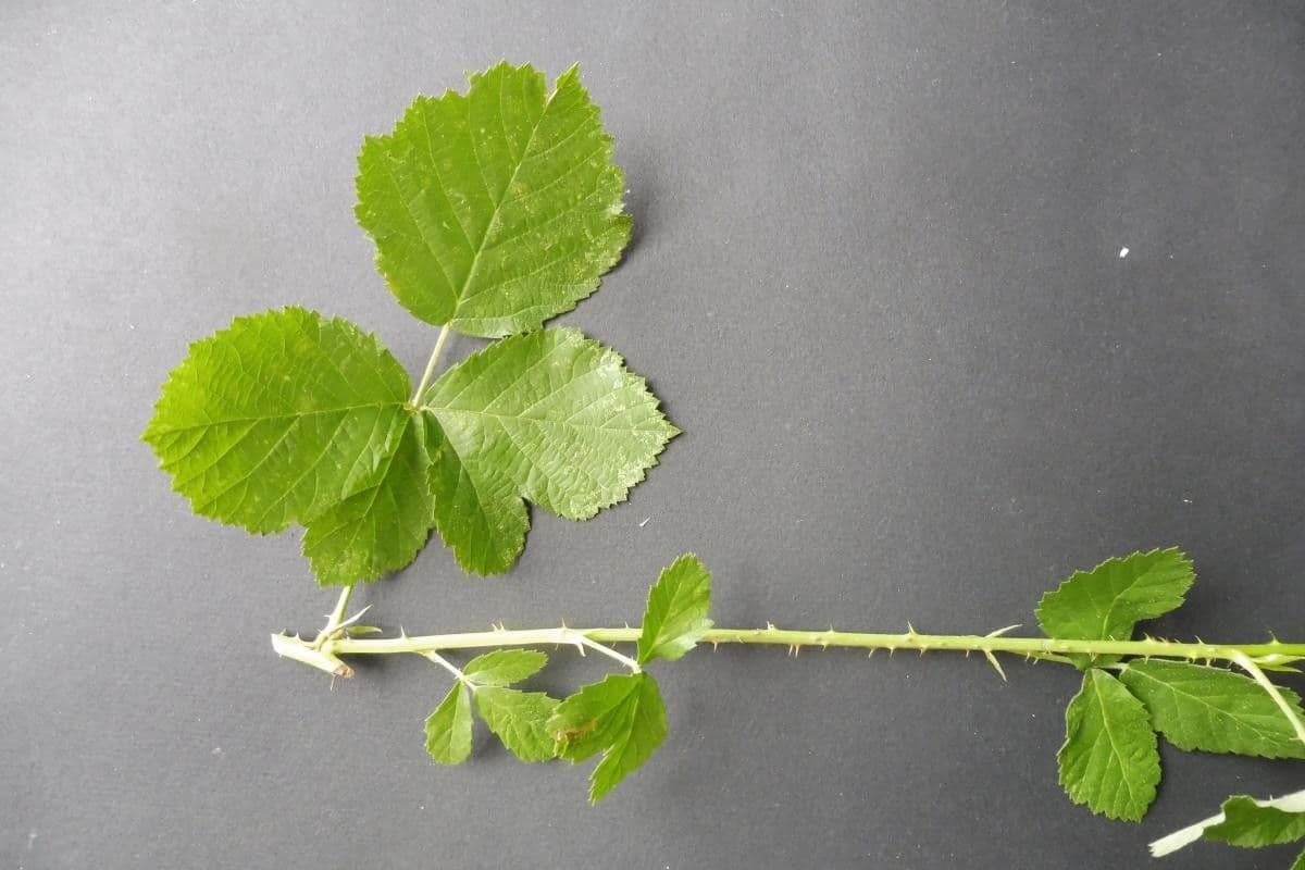 Rubus nemorosus 8