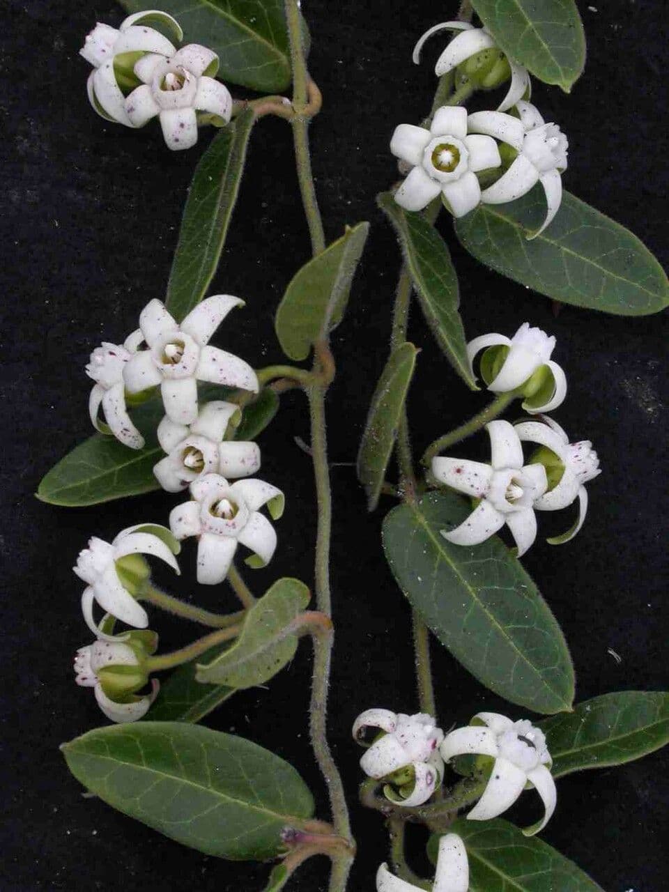 Oxypetalum