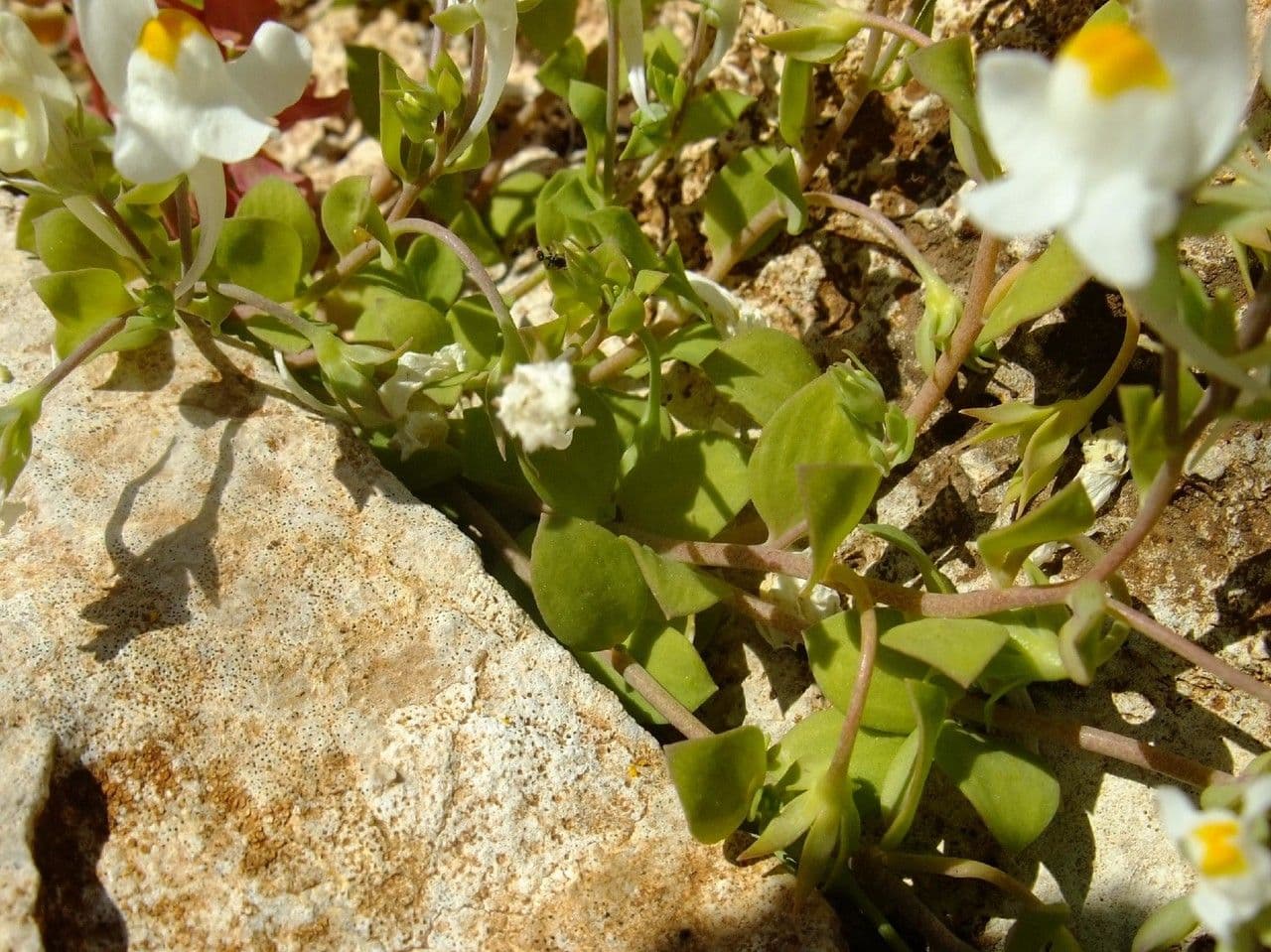 Linaria triphylla 12