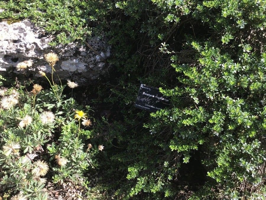 Baccharis 6