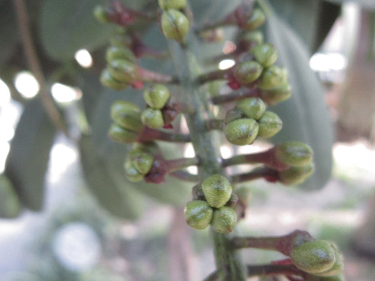 Pilocarpus pernatý