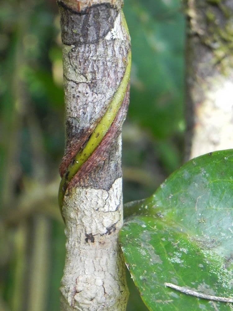Clematepistephium 14