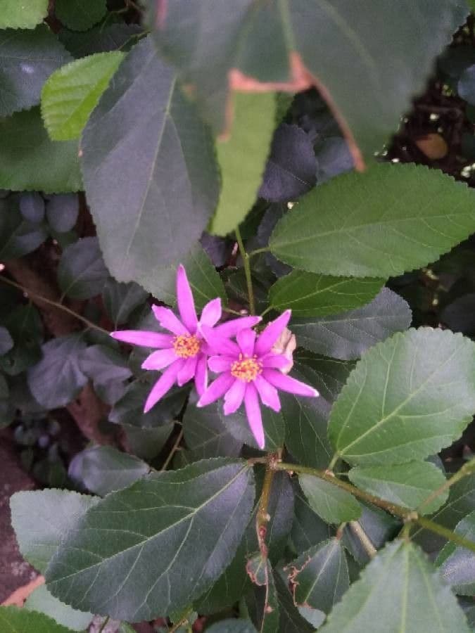Grewia occidental 6