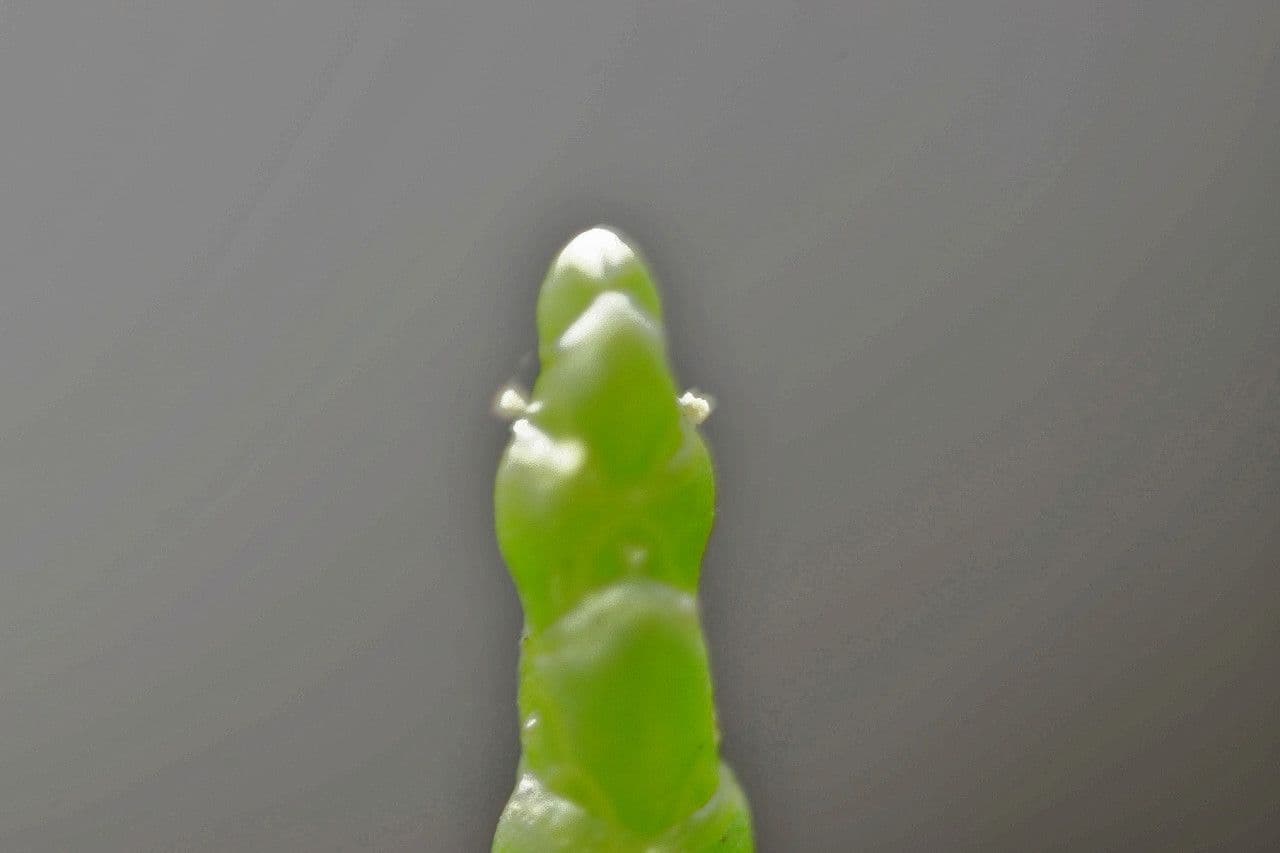Salicornia glauca 11