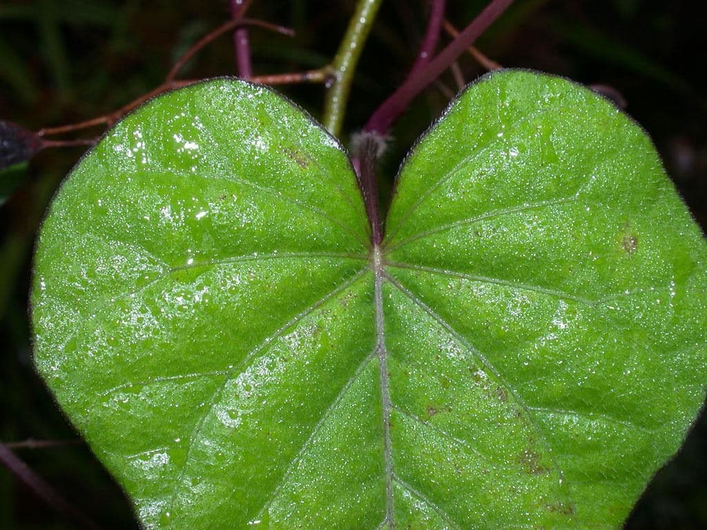 Ipomoea trifida 14