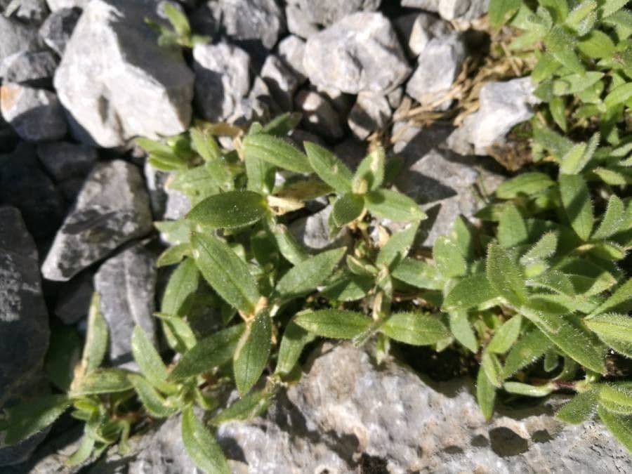 Cerastium 13