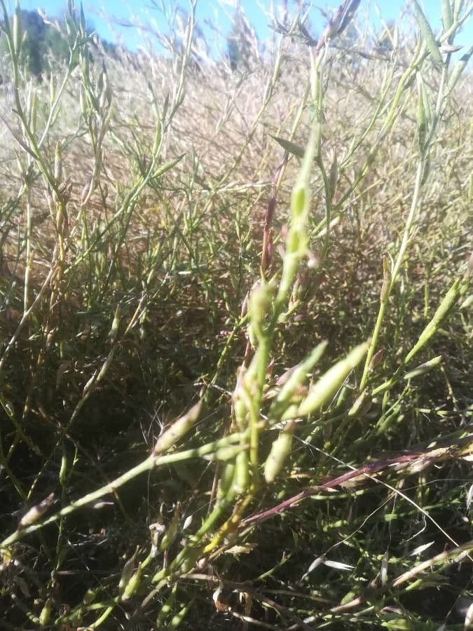 Rucola 21