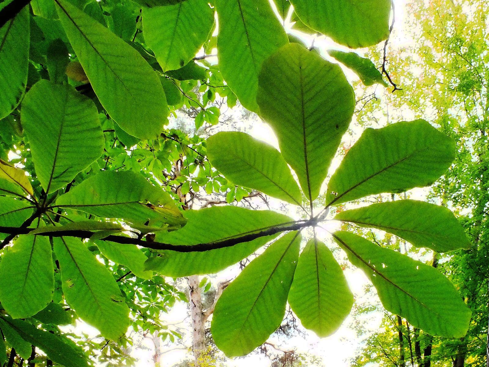 Magnolia obovata 9