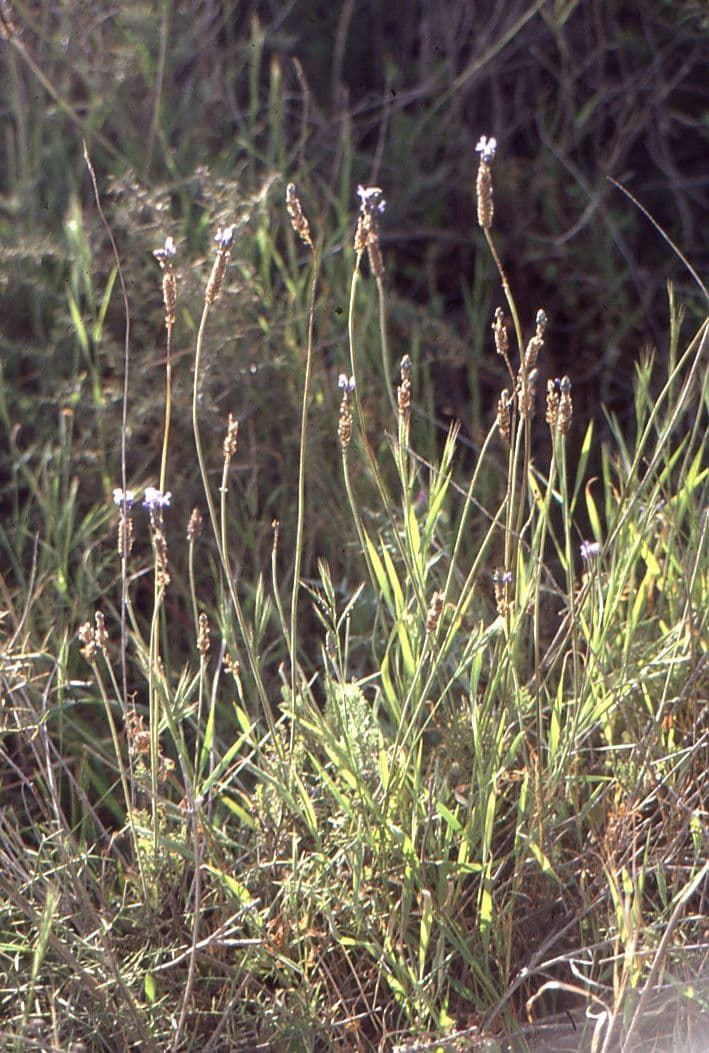 Lavanda verde 13