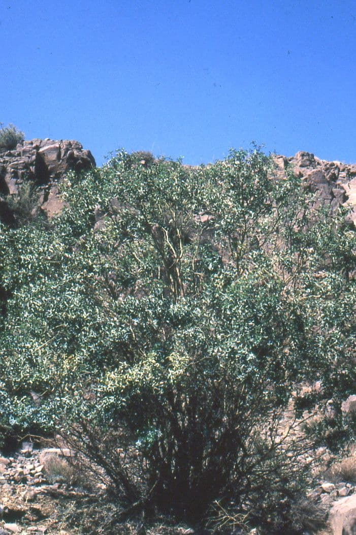 Adenocarpus 11