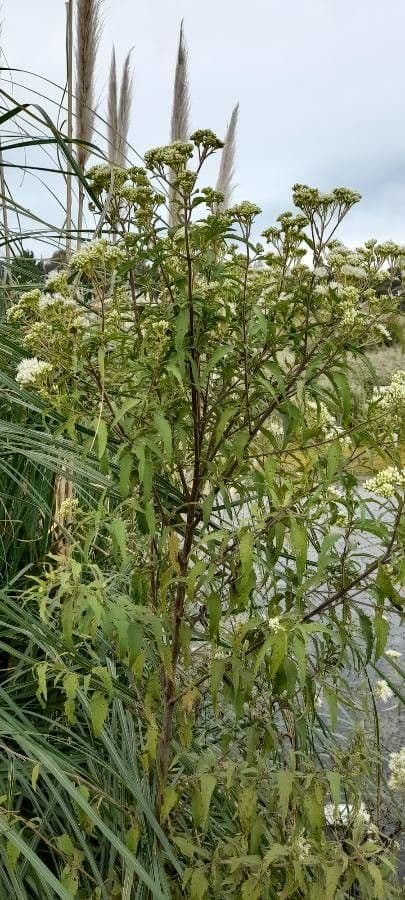 Austroeupatorium 7