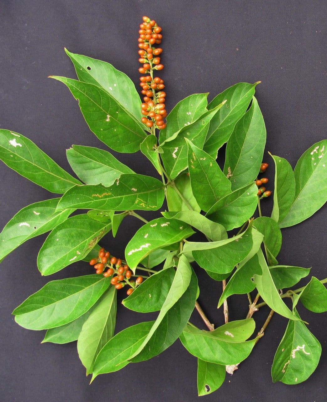 Citharexylum 4