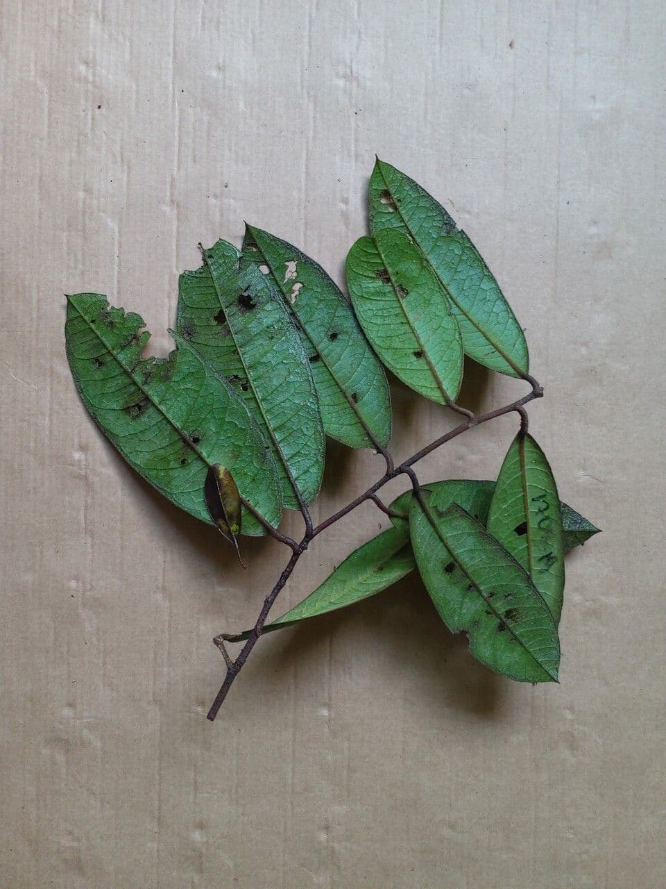 Tapura 3