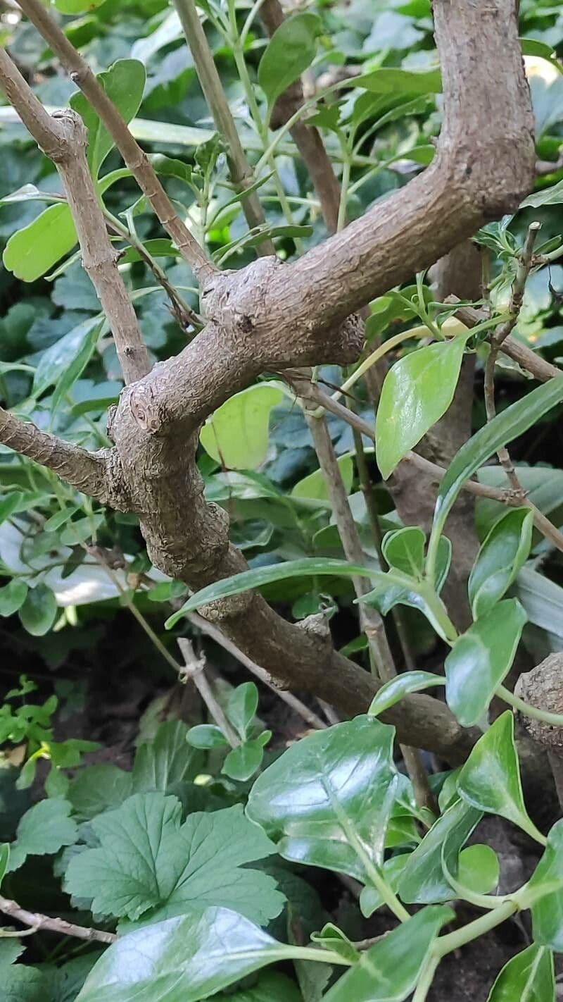 Coprosma 3