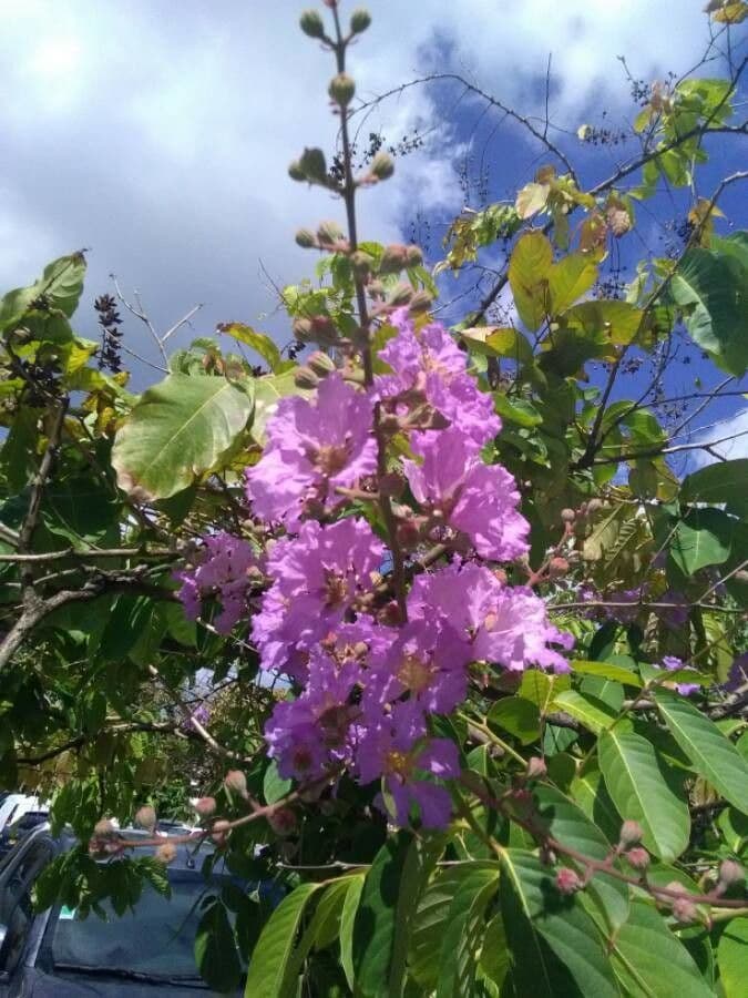 Lagerstroemia 6