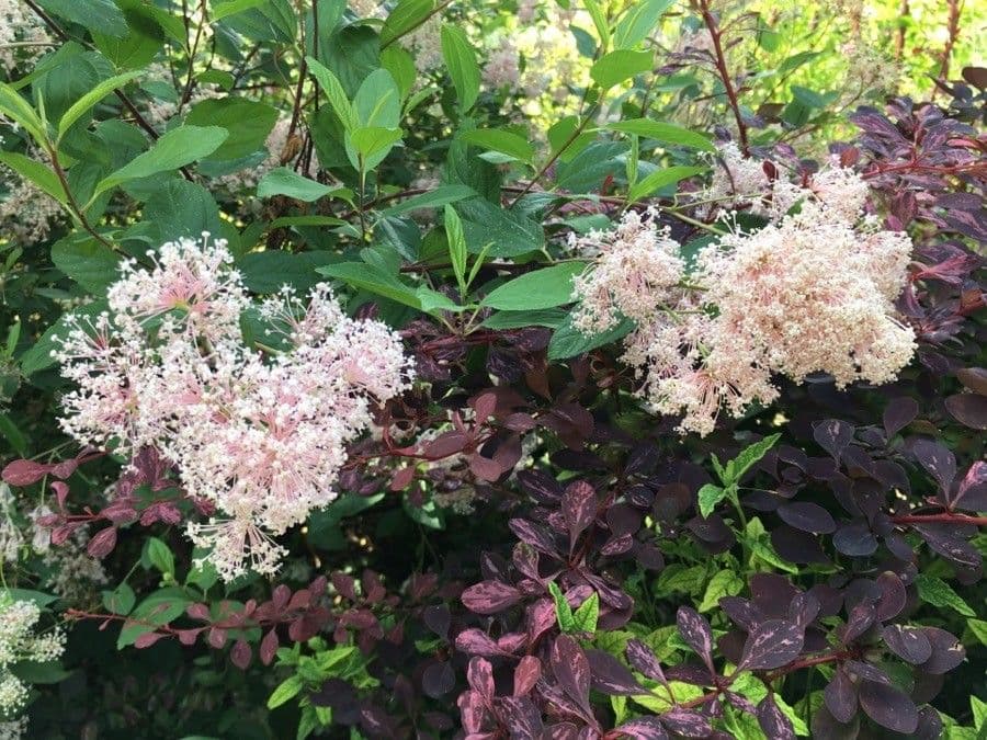 Ceanothus americký 26
