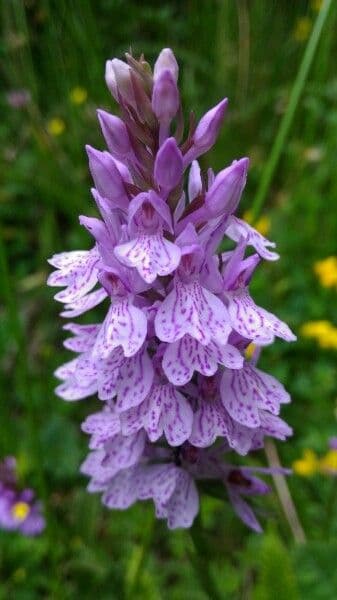 Orchidea macchiata 9