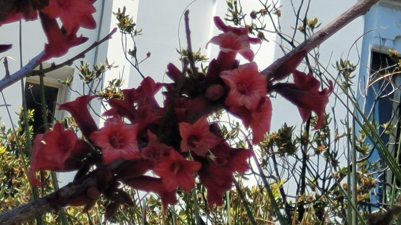 Brachychiton 3
