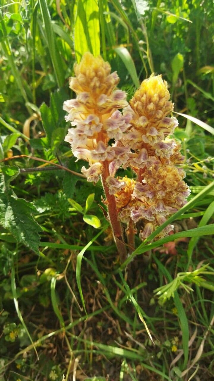 Succiamele minore 26