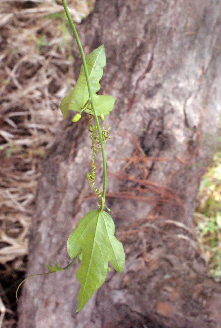 Passiflora suberosa 23