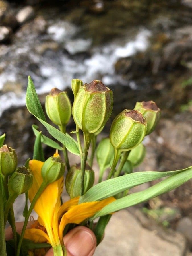 Alstroemeria aurea 4