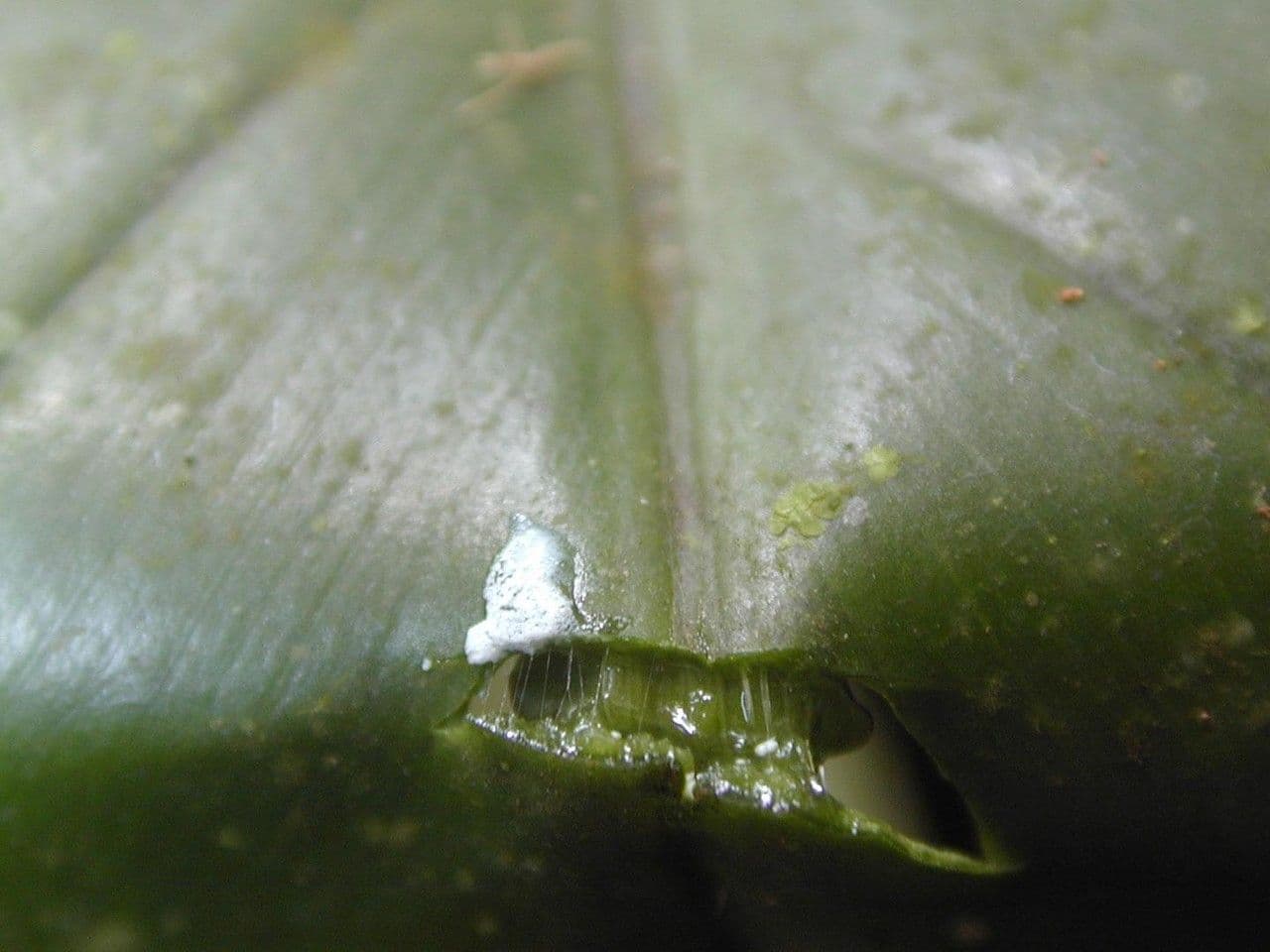 Philodendron 7