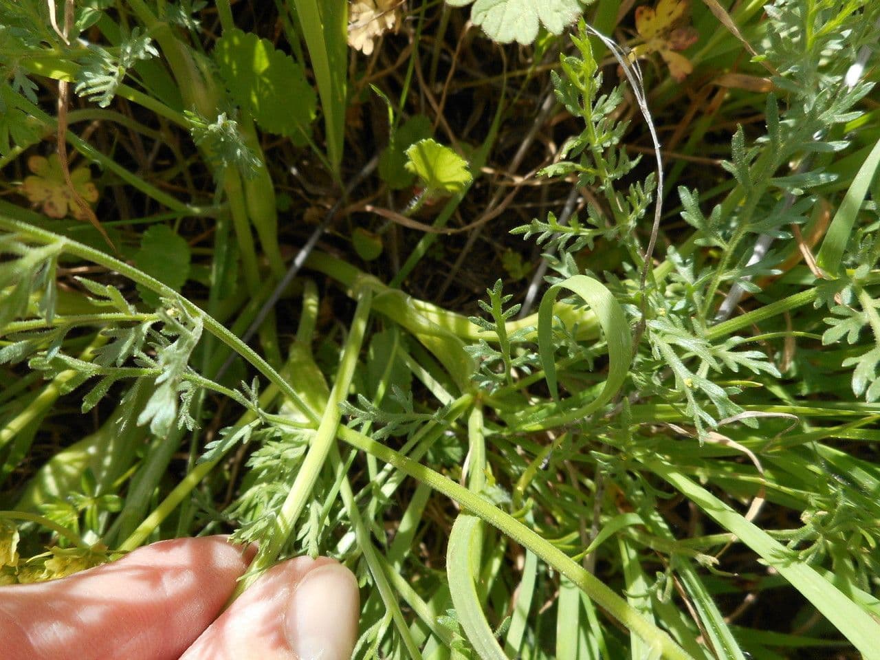 Lomatium 16