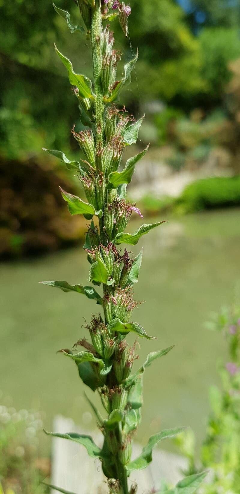 Salcerella comune