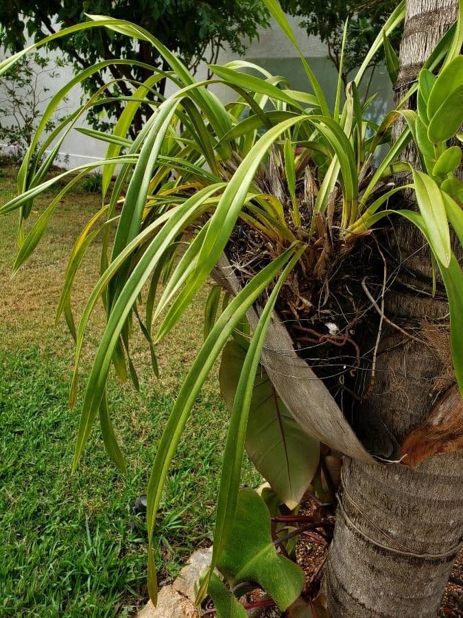 Cymbidium aloelistne 12