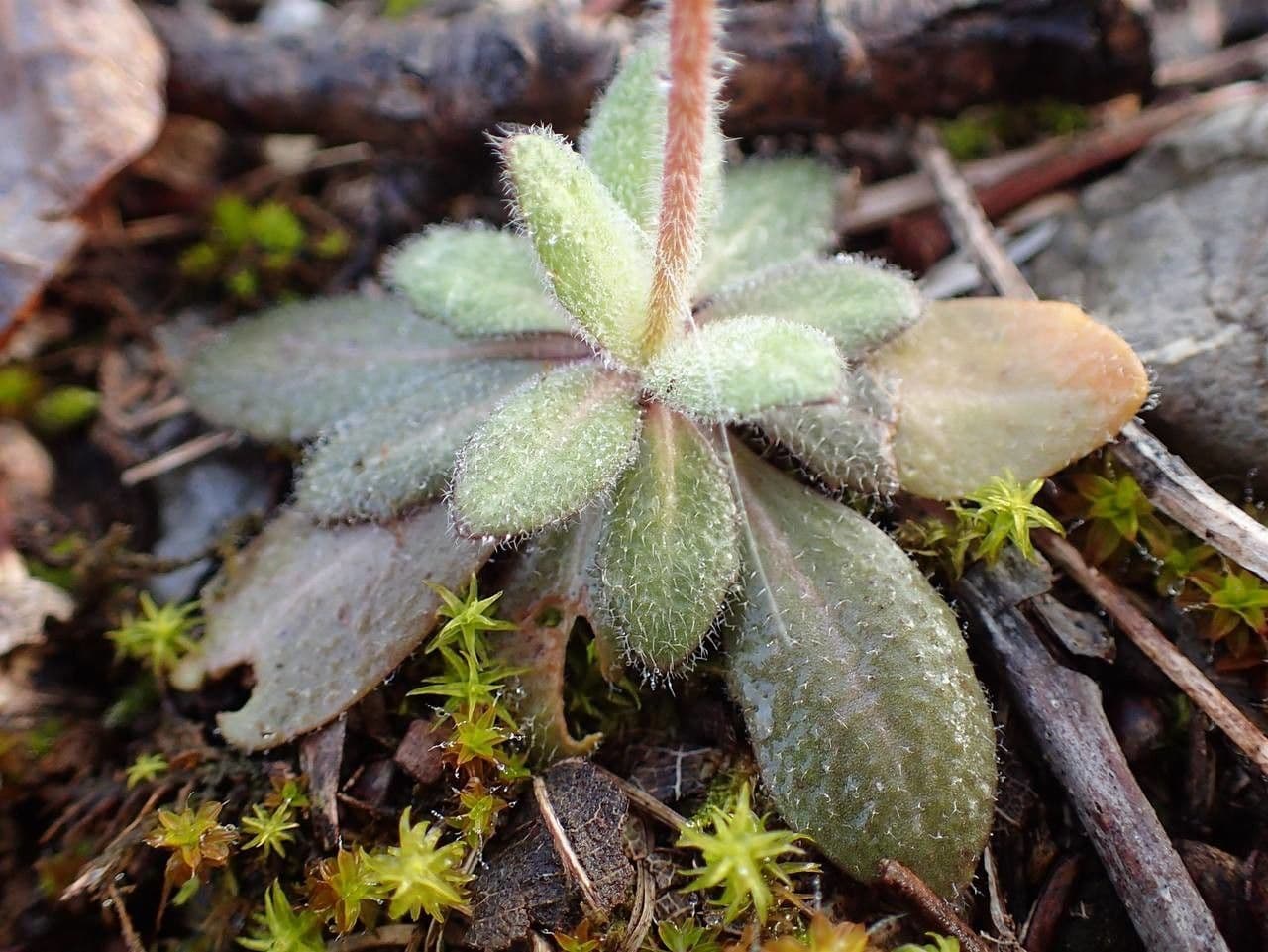 Arabis ciliata 20