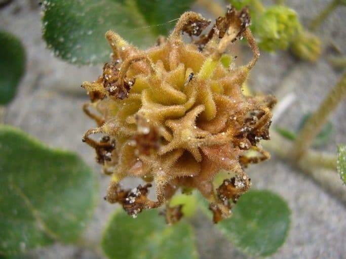 Abronia 3