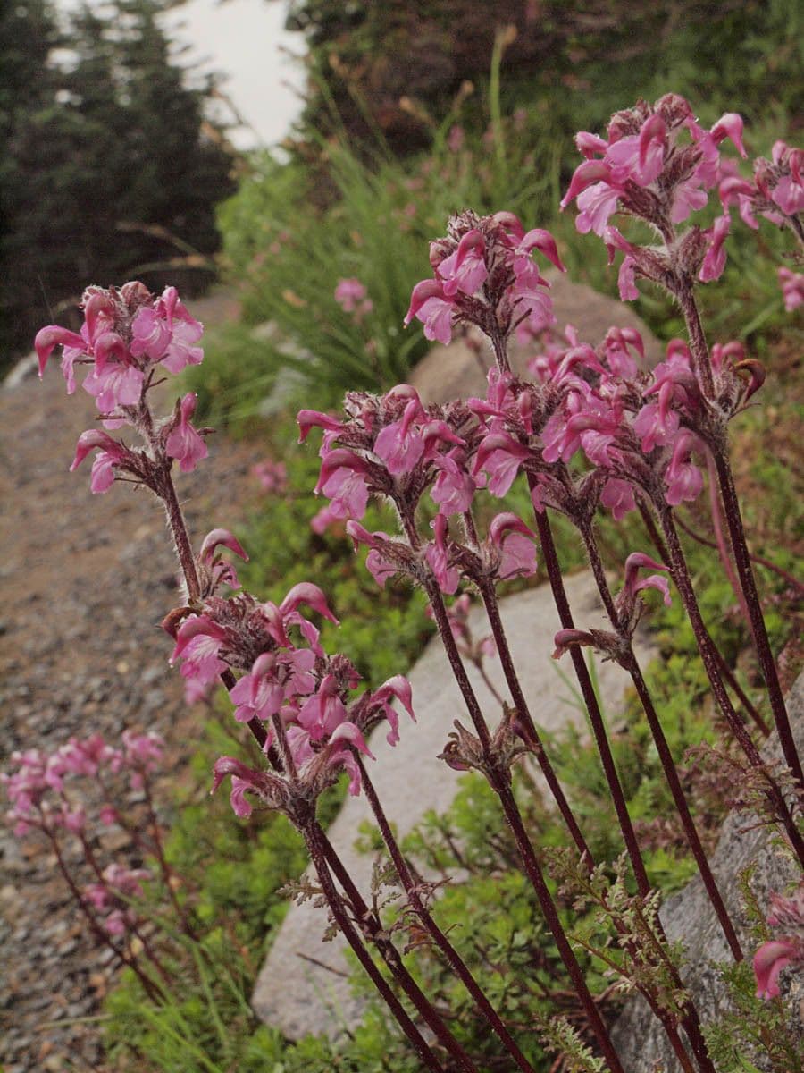 Pediculare 3