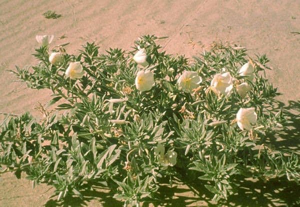 Enagra californiana 9
