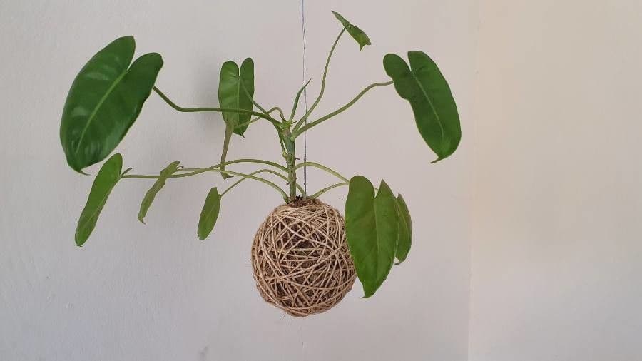 Filodendron Burle-Marxa 9