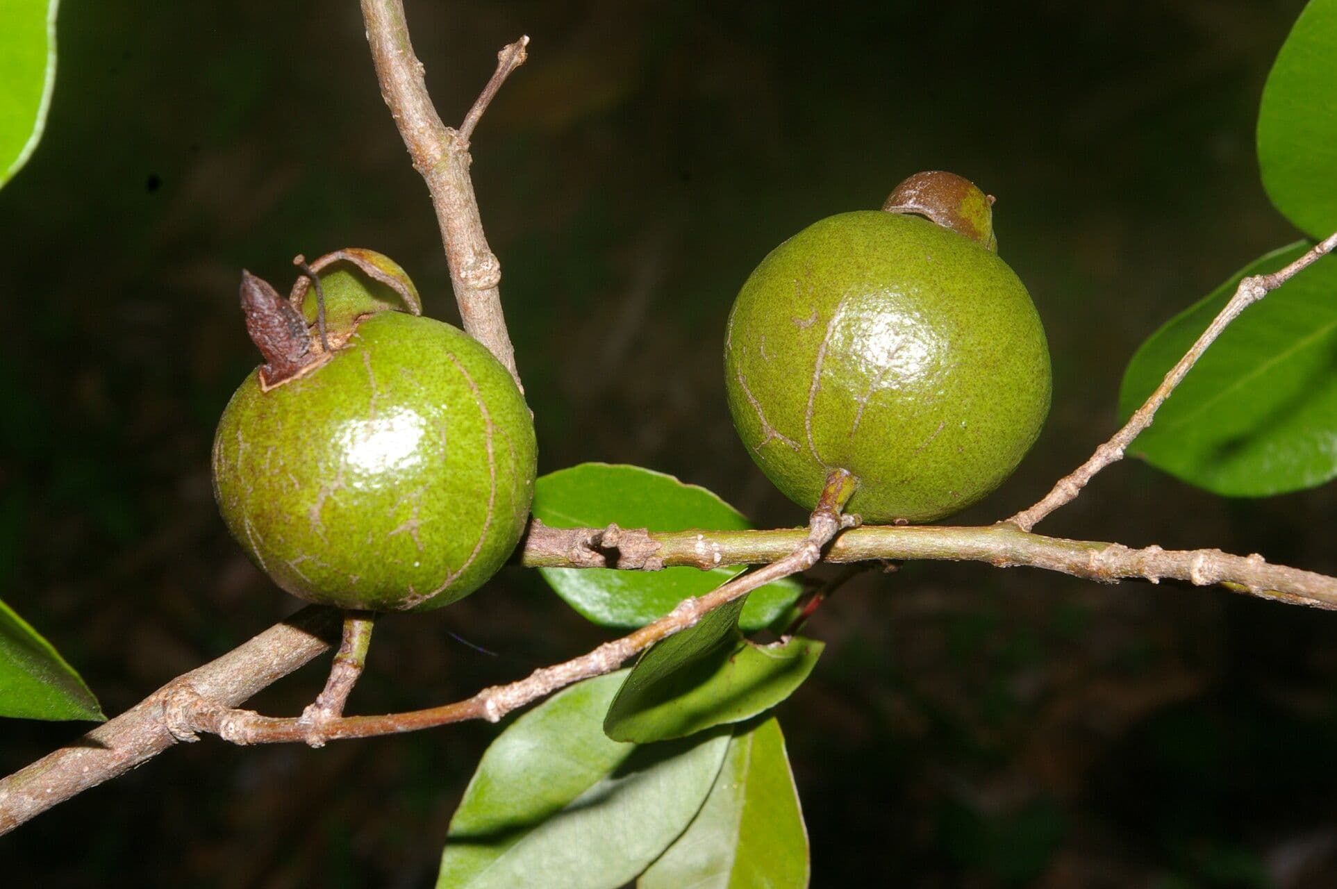 Guava costaricana